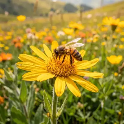 Arnica